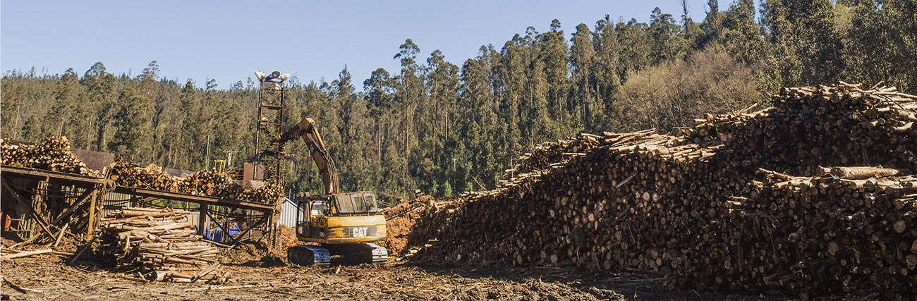 1.Pérdidas Millonarias en el Sector Forestal