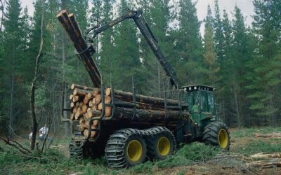 Pérdidas Millonarias en el Sector Forestal Chileno por Atrasos Logísticos