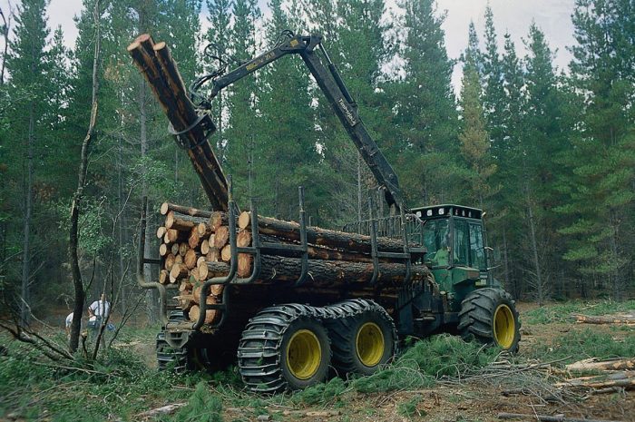 2.Pérdidas Millonarias en el Sector Forestal